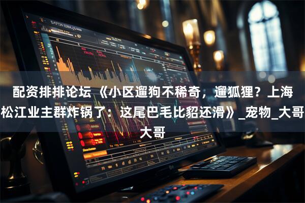 配资排排论坛 《小区遛狗不稀奇，遛狐狸？上海松江业主群炸锅了：这尾巴毛比貂还滑》_宠物_大哥